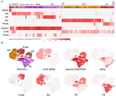 Genetic approaches to elucidating cortical and hippocampal GABAergic interneuron diversity